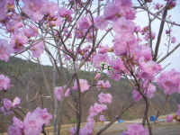 같으면서 서로 다른 화단과 정치판의 백화제방