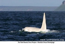 온몸이 하얀 ‘유령 킬러 고래’ 야생서 최초로 포착