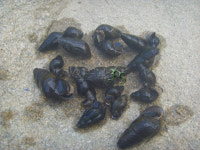 다슬기가 있어야 반딧불도 먹고 산다