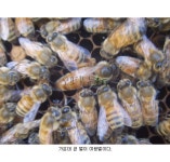 여왕벌만 독식하는 특별음식 로열젤리