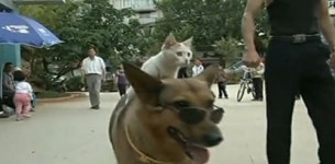 개 타고 다니는 고양이, 위태롭지만 꿋꿋하게