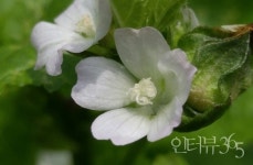 [ 한종인의 시어골 편지 ] 어머니 사랑꽃, 아욱꽃