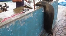 장 보는 바다사자 포착, 수산시장 상인에 애처로운 눈길 발사…이렇게 귀여울 수가!