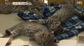 삵의 특징, 삵이 왜 고양이과 살쾡이로 알려졌나..외모와 딴판이네