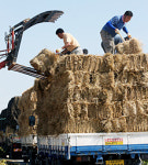 [사진]우리집 한우가 먹을 ‘밥’ 챙깁니다