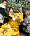 울산농협 배 수확 일손도와