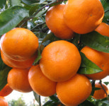 감귤 ‘하례조생’ 당도·맛 뛰어나