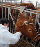 김제시, 소 브루셀라병 근절 총력