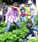 장애우 딸기수확 체험