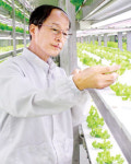 잎채소 연 11~12기작 가능 … 품질도 우수