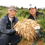 대량재배 성공 ‘천문동’ 종자분양하는 양훈모씨