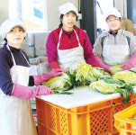 절임배추 공급계약 지키기 ‘안간힘’