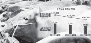 ‘고삐 풀린’ 한우값 곤두박질