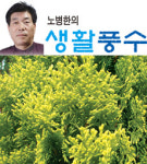 노병한의 생활풍수 (7)암(癌)치병과 수목풍수