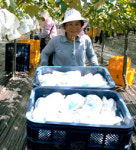 [사진]“상주 고랭지포도 맛 끝내줍니다”