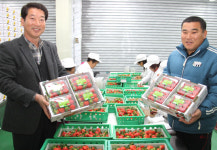 공선출하 ‘딸기’ 수도권서 알아준다