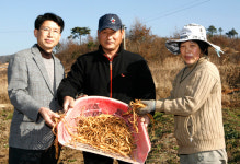 칠보농협 ‘지황 생산확대에 온힘