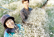 [사진]만발한 안개꽃