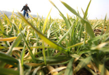 [사진]보리야! 잘 자라거라