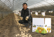 [사진]계화도 햇감자 수확 한창
