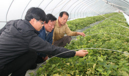 성주 참외농가 ‘우울한 봄’