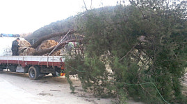 소나무 불법유통 ‘꼼짝마’