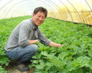 건강기능성 무기…민속채소가 뜬다