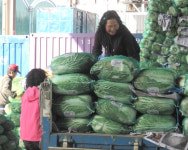 배추 산지유통인, 정부 수입 결정에 반발