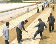 벽제농협, 하나로 뭉친 공동못자리 설치