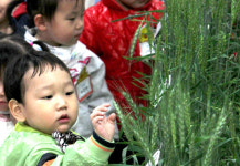 [사진]“소에게 주는 보리래요”