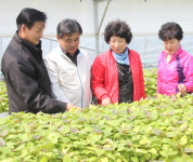 고구마 ‘풍년 예약’ 삼기농협 종순으로…
