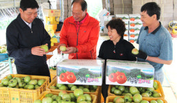 예천농협, ‘석송돌토마토’ 유기질 거름으로 친환경재배