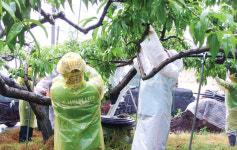 농협은행 청주청원지부, 일손부족 복숭아농장 열매솎기 도와