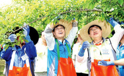 국무총리실, 1사1촌 충주 재오개마을서 매실수확 등 도와