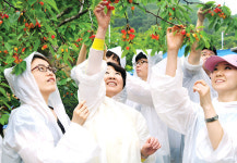[사진]체리수확 돕는 손길