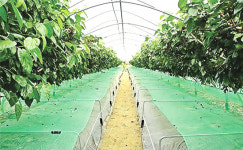 오디재배, 이젠 낙과 걱정 ‘뚝’