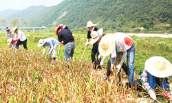 농촌 일손돕기 모범 ‘옥천군’