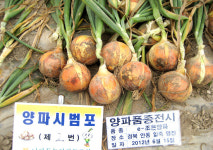 농협종묘 ‘e-조은양파’ 최우수