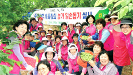 반야월농협 “매실따기 한나절…보람 한가득”