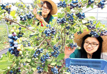 [사진]블루베리 수확 값진 구슬땀