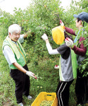전북농협 봉사단, 임실 매실농장서 수확·선별 ‘구슬땀’