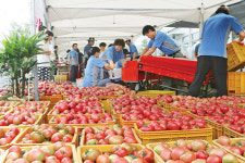 “철마찰토마토 맛보세요”