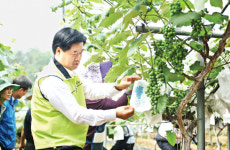 경기농협, 포천 과수농가 일손 도와