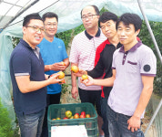 대형유통업체 이렇게 잡았다 (2)춘천 신북농협 토마토