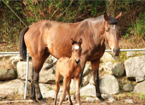 국내 첫 수정란 이식 망아지 생산