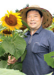 해바라기 활짝…농가소득 활짝
