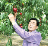 [이사람]천도복숭아 재배 선구자 우영준씨<경북 경산>