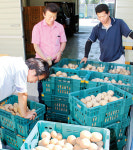 “감자 책임지고 팔아 드릴게요”