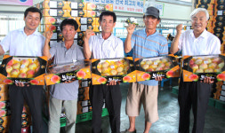 임실 오수관촌농협, “전국 최고 복숭아 만들자”