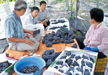 영농현장 고민…‘해결사’가 간다